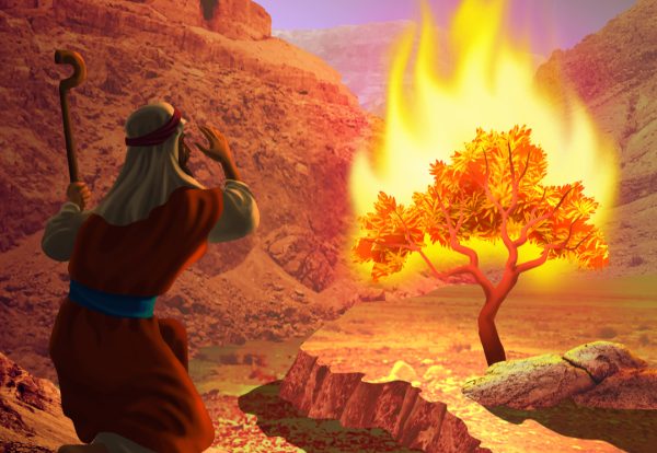 burning bush